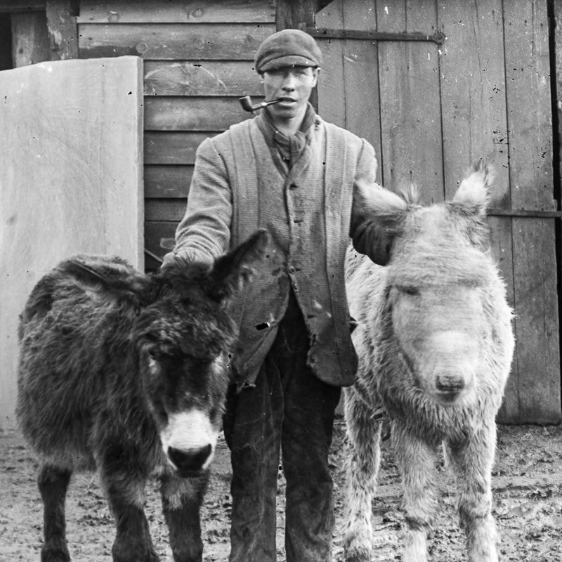 Farmer With Donkeys