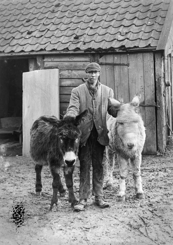 Farmer With Donkeys