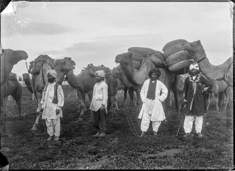 Group of Men with Camels and Cargo