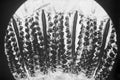 Microscopy - Plant Section