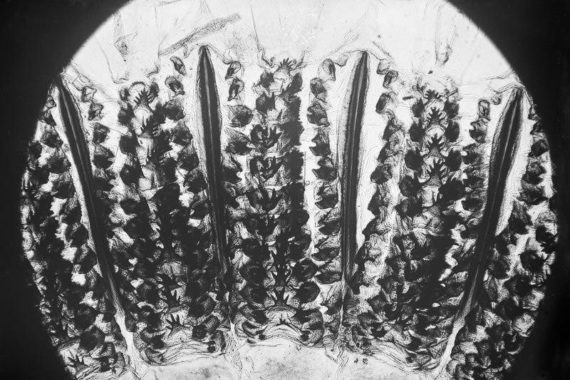 Microscopy - Plant Section