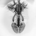 Microscopy - Bug Face Ultra Closeup