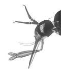 Microscopy - Insect Head In Profile
