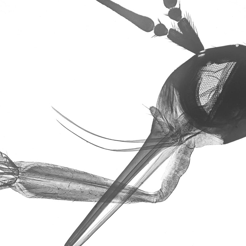 Microscopy - Insect Head In Profile