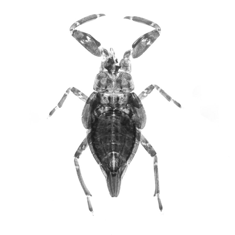 Microscopy - Ultra Close Up Insect - Full Body from Above