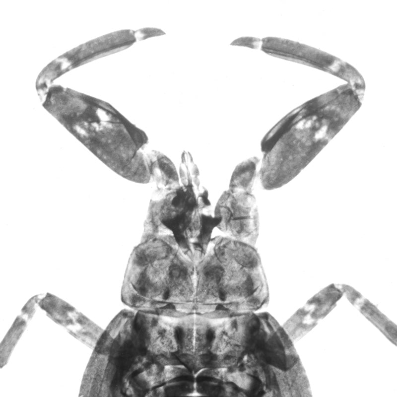 Microscopy - Ultra Close Up Insect - Full Body from Above