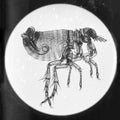 Microscopy - Flea in Profile
