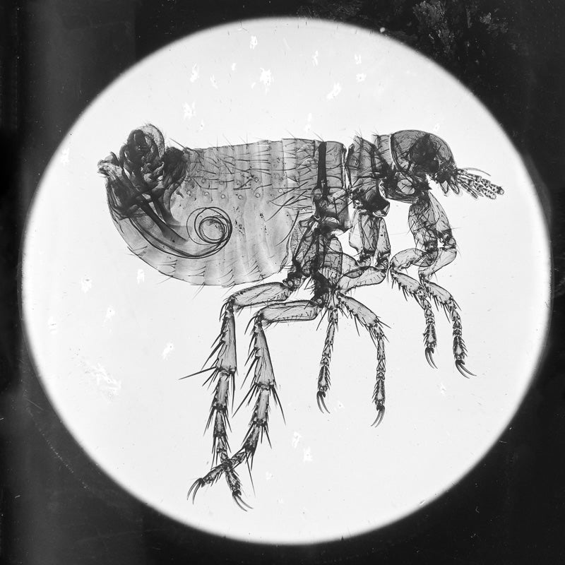 Microscopy - Flea in Profile