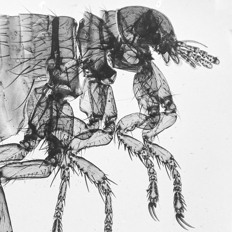 Microscopy - Flea in Profile
