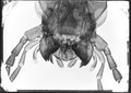 Microscopy - Bug with Powerful Mandibles