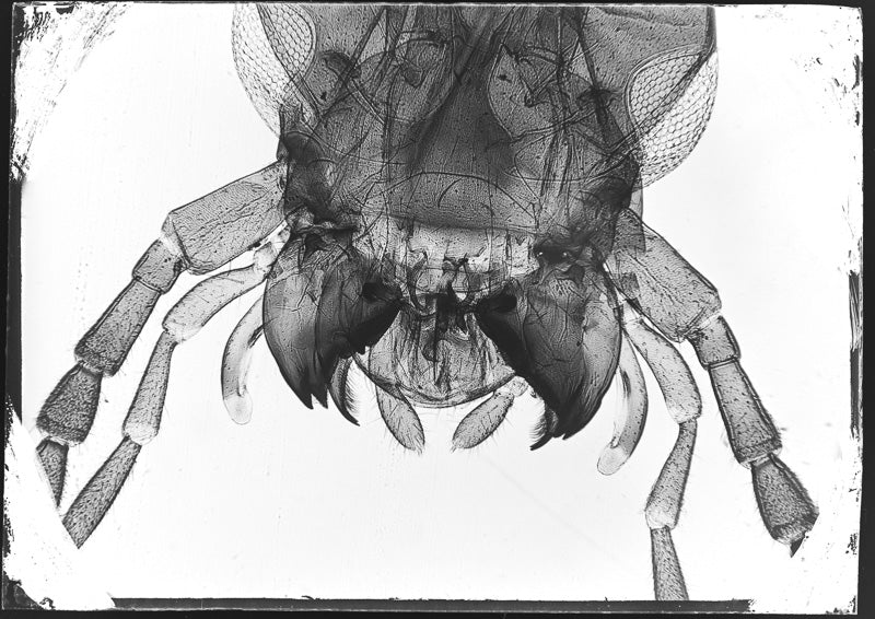Microscopy - Bug with Powerful Mandibles