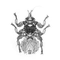 Microscopy - Mite