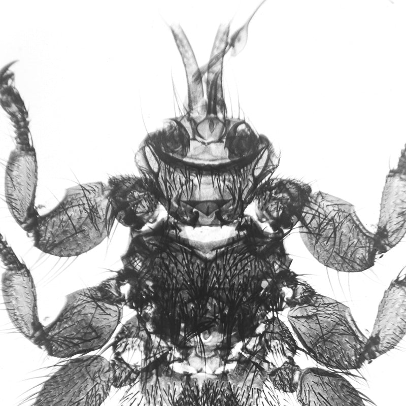 Microscopy - Mite